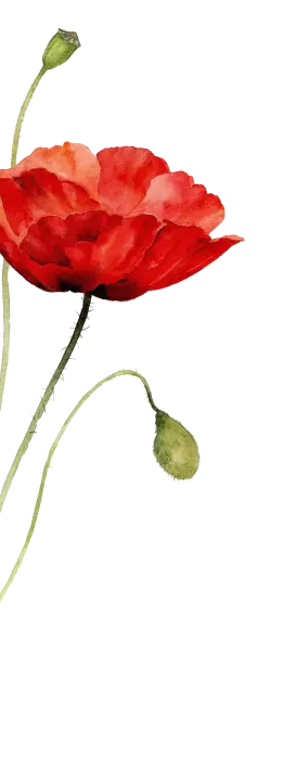decor-image