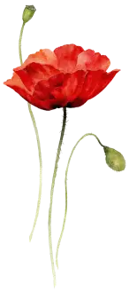 decor-image